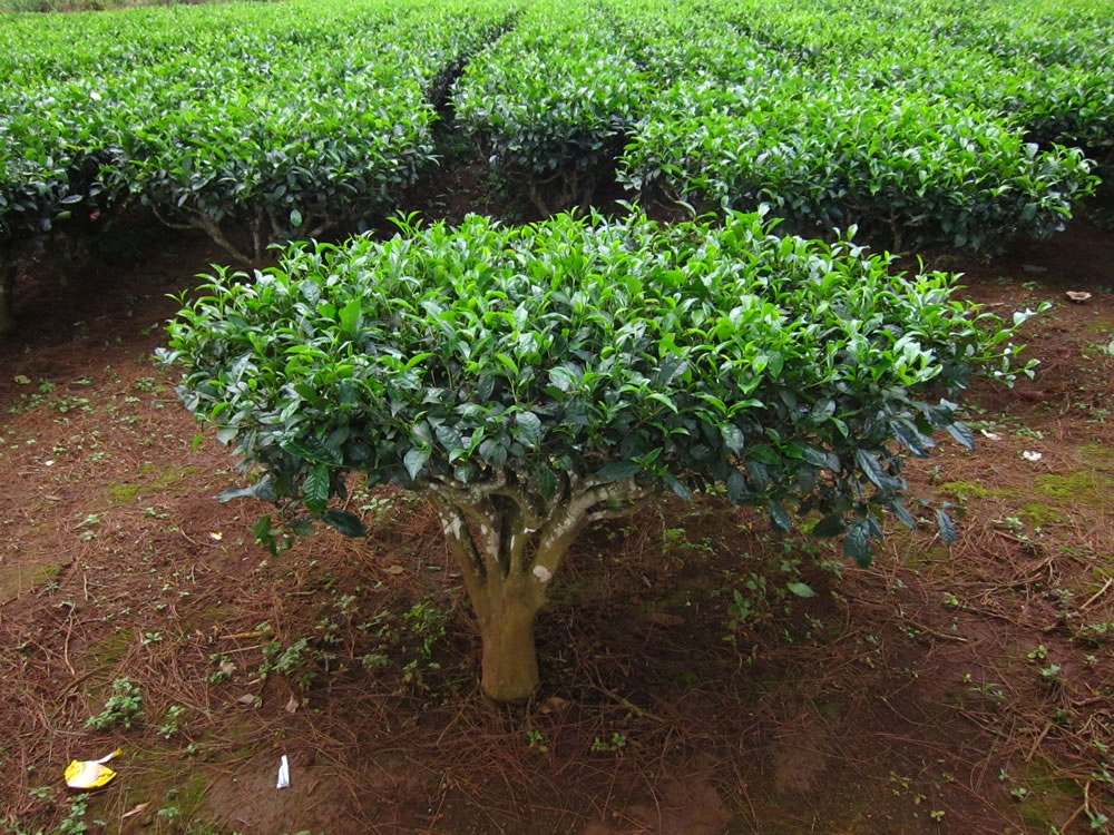 Зеленый чай (Camellia sinensis)