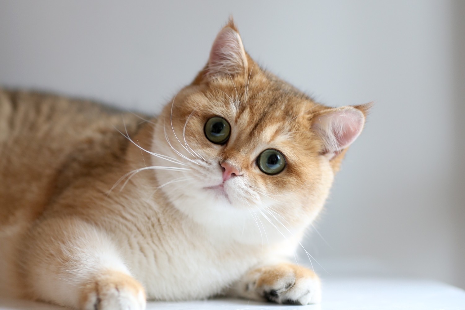Окрас и особенности характера кошек. Золотистая кошка