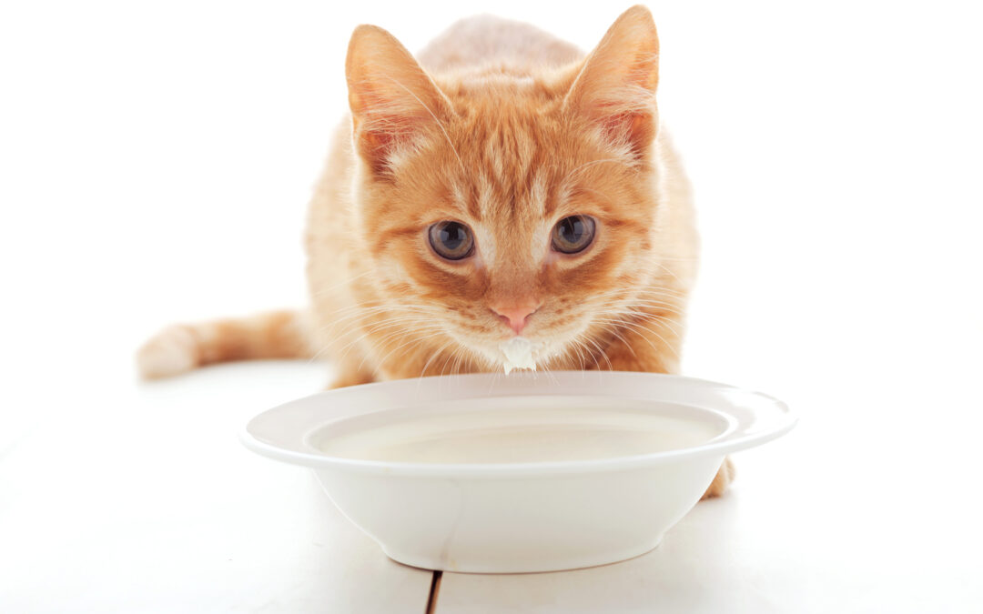 Как правильно выбрать корм для кошки?