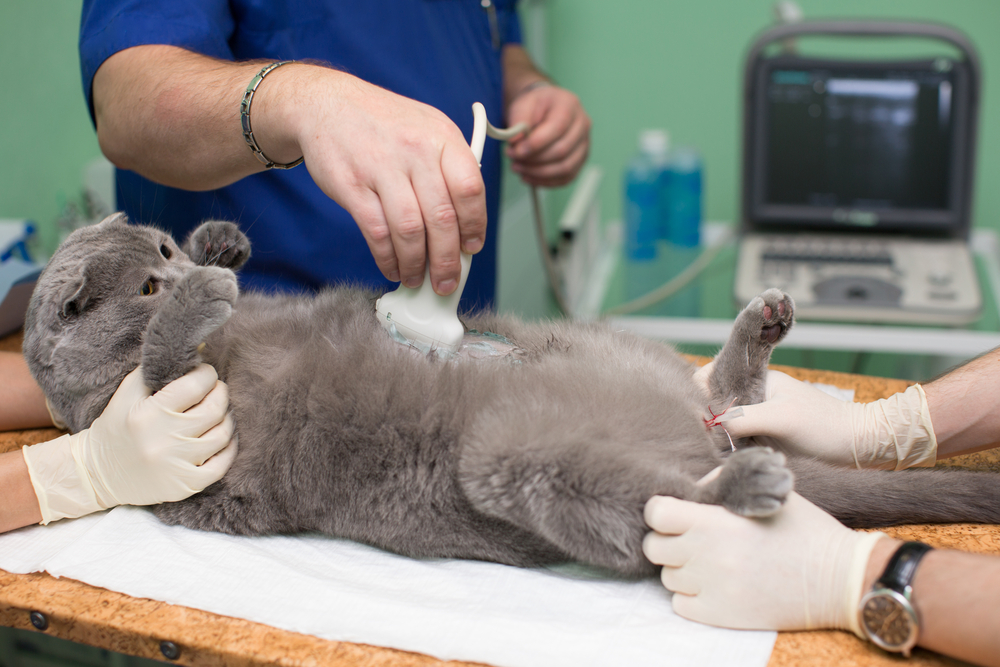 Нужно ли кастрировать или стерилизовать кошек?