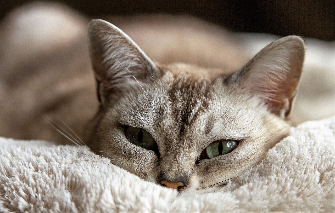 Кошачья чума: признаки, лечение и профилактика