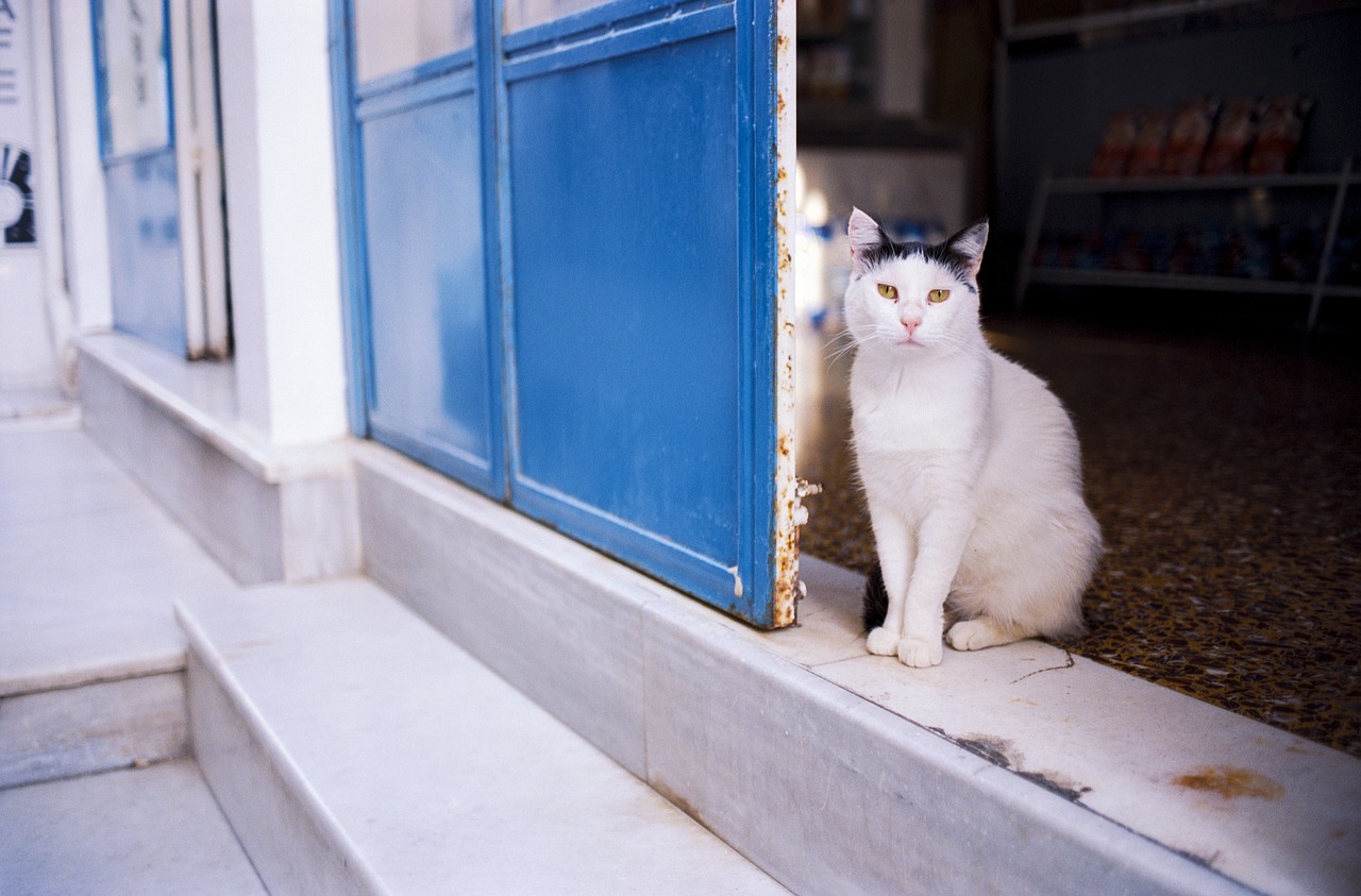 Где должна жить кошка: в помещении или на улице?