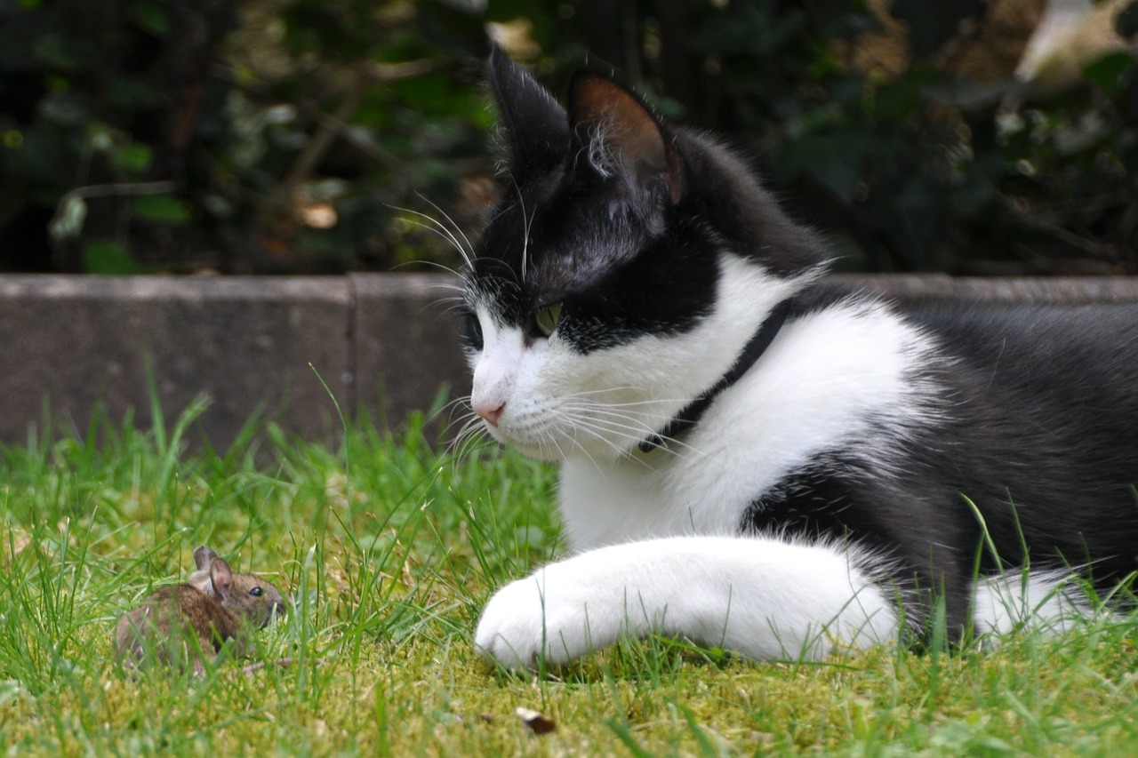 Почему коты ловят, едят мышей и безопасна ли такая охота?