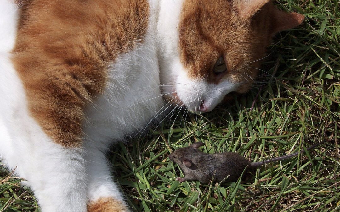 В статье даются советы по выбору кошек крысоловок и воспитанию будущих охотников.