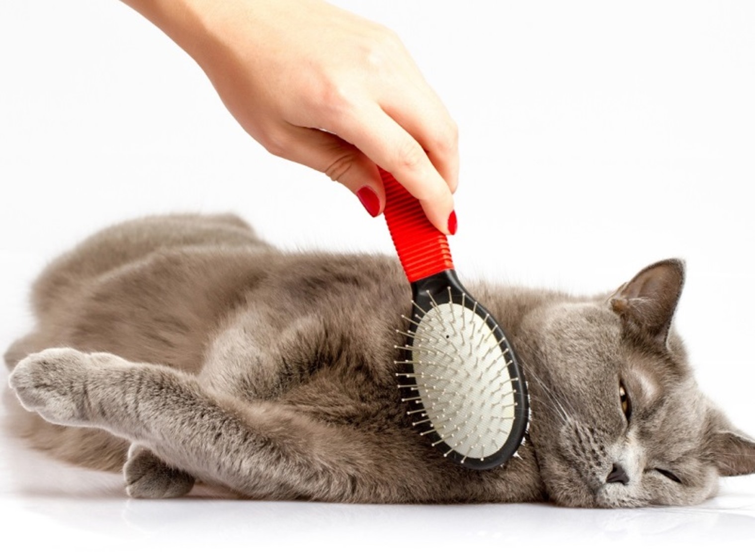 Причины выпадения шерсти у кошек