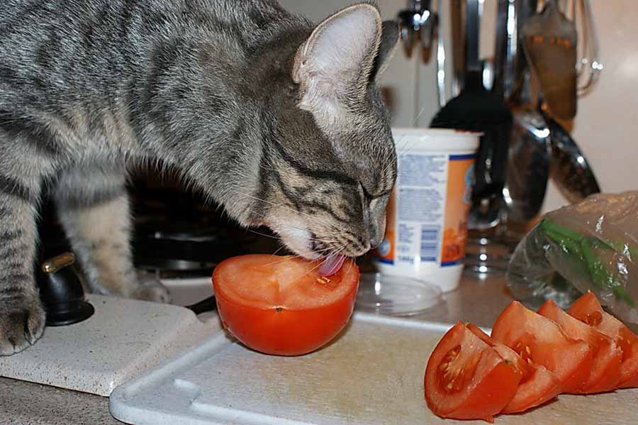 Чем нельзя кормить кота?