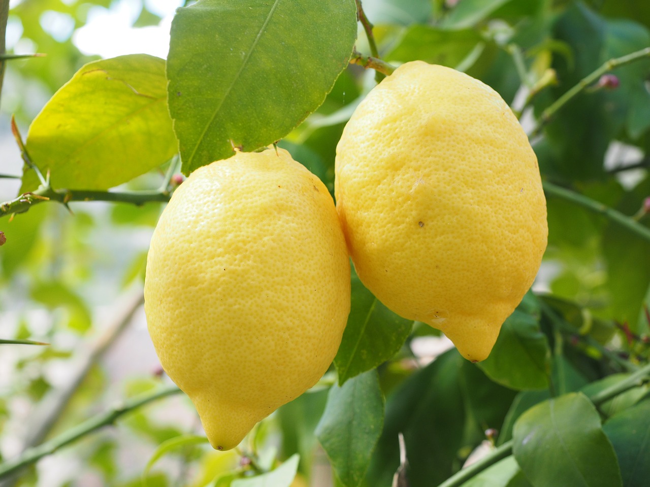 Домашний лимон и правила ухода за ним