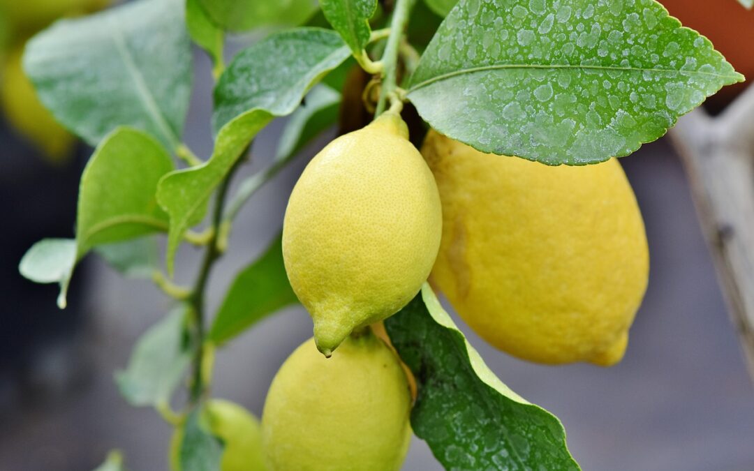 Домашний лимон и правила ухода за ним