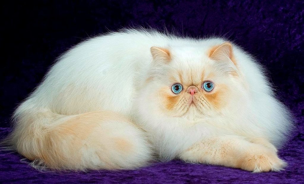 Персидская порода кошек